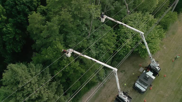 Reliable Cache, OK Tree Removal Solutions